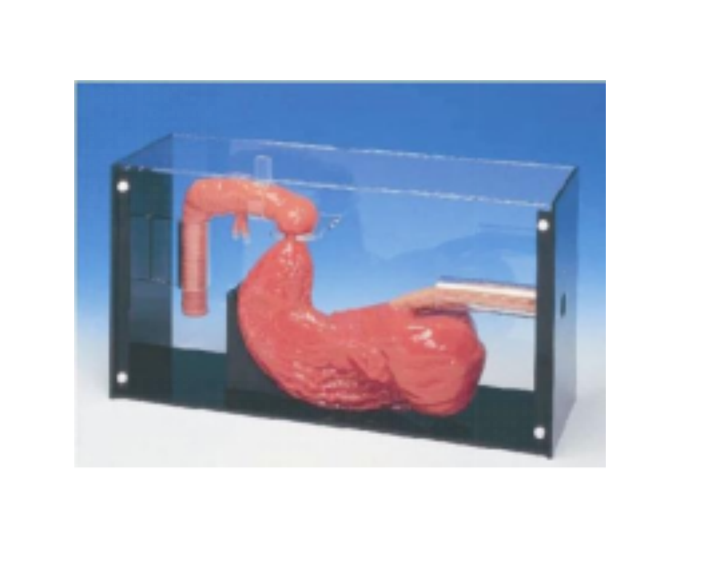 MN017胃镜与ERCP训练模型